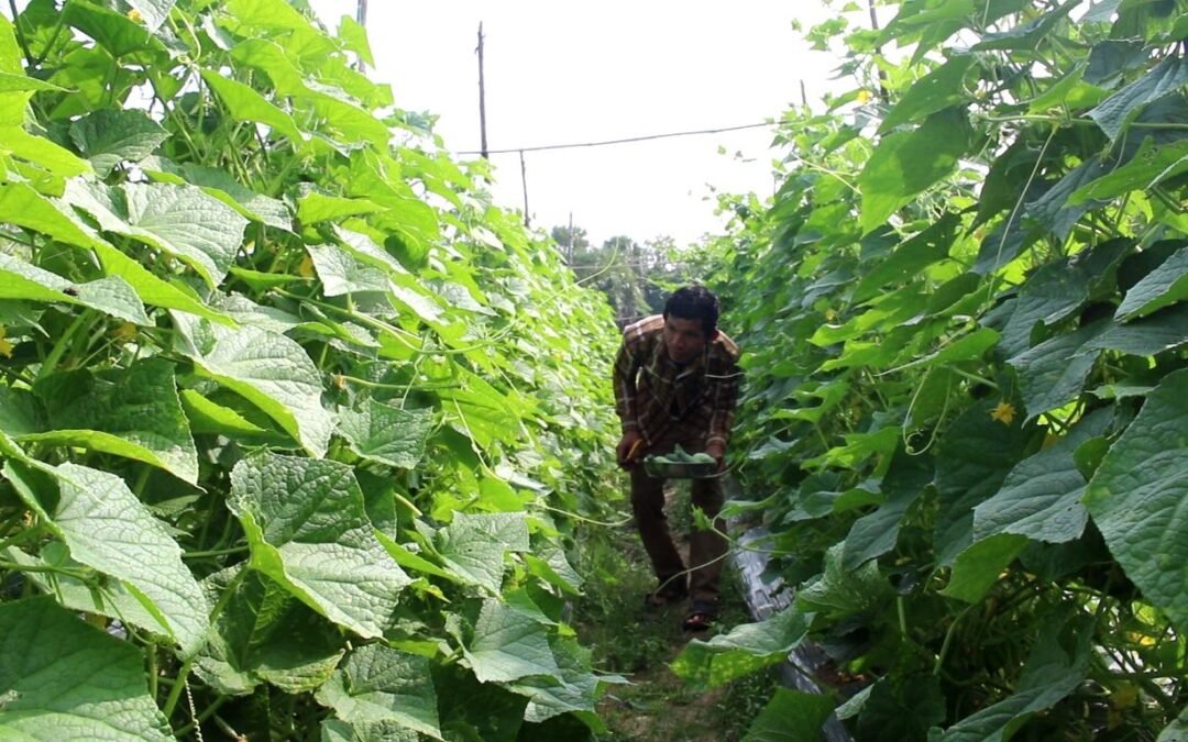 Changing from construction worker to be a successful farmer