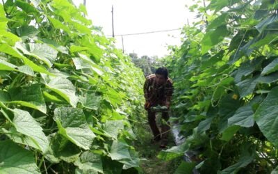 Changing from construction worker to be a successful farmer