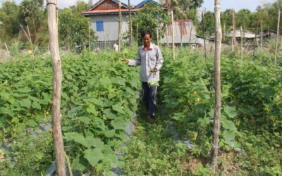 Cucumber growing experience of farmer Mr. Yos Sopheap